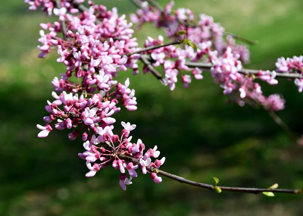 Little Pink Flowers of the Eastern Redbud Tree