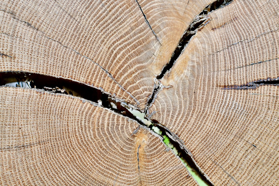 Cracks and Tree Rings