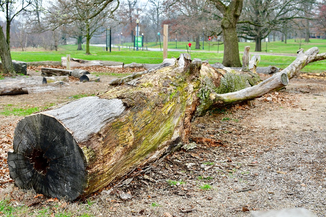 Fallen Tree for Play
