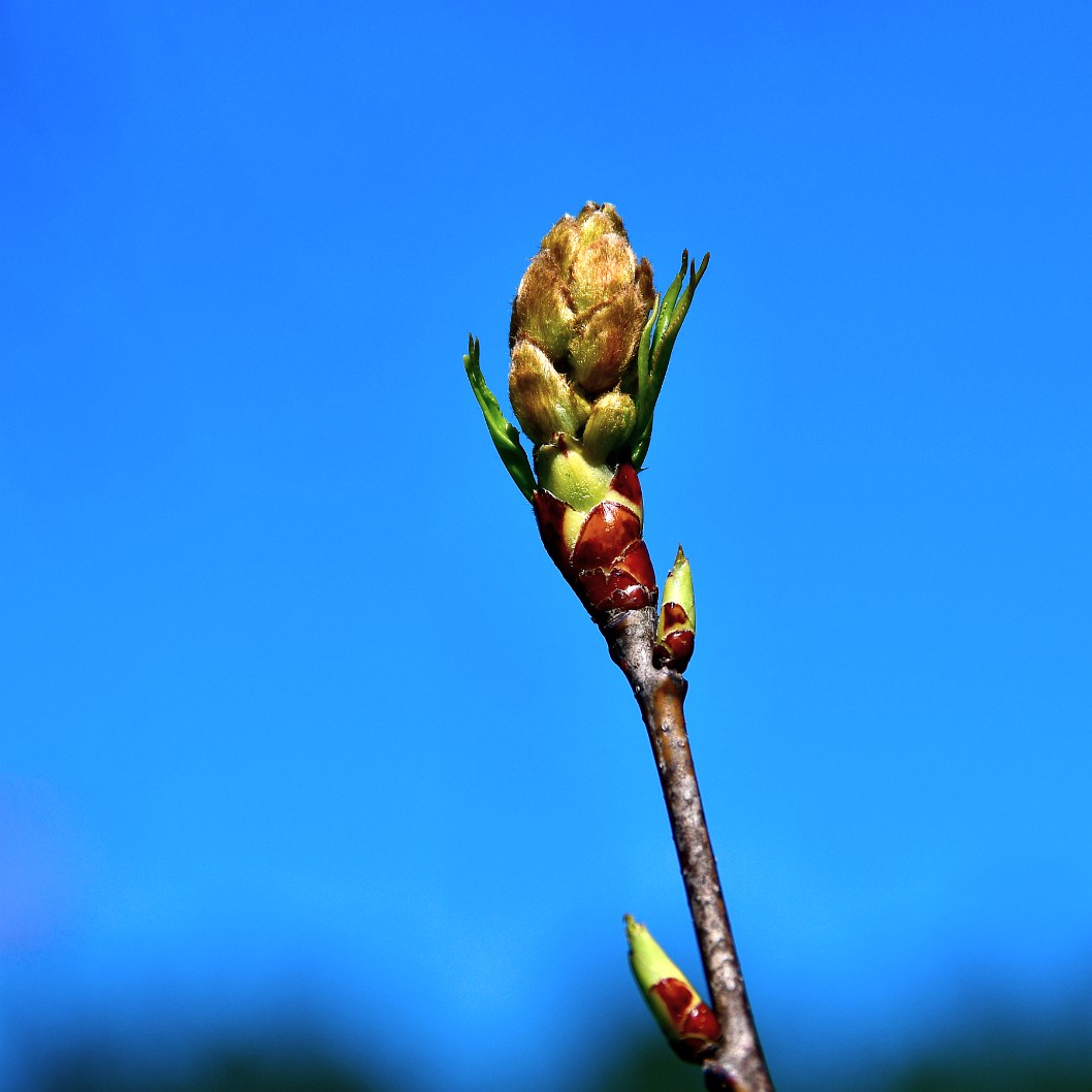 Bud Against the Blue