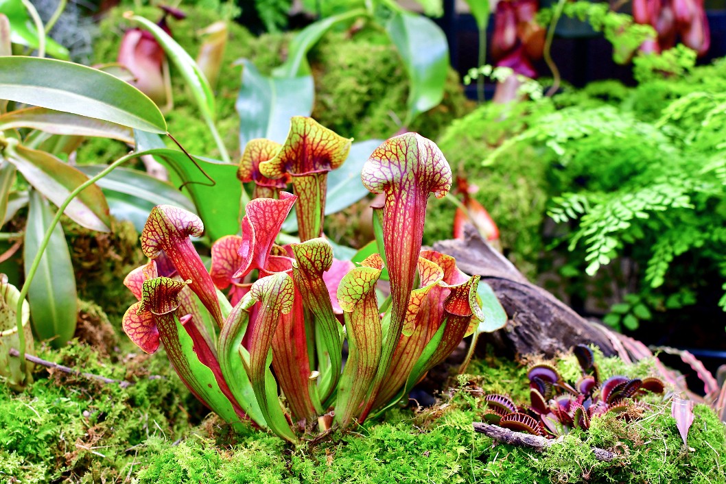 A Growth of Sarracenia Pitchers and Venus Flytraps