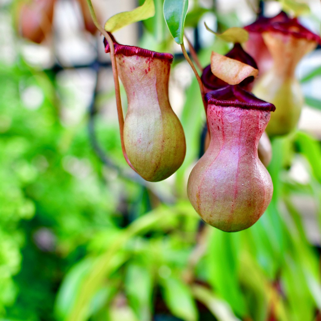 Little Nepenthes Pitcher Plants