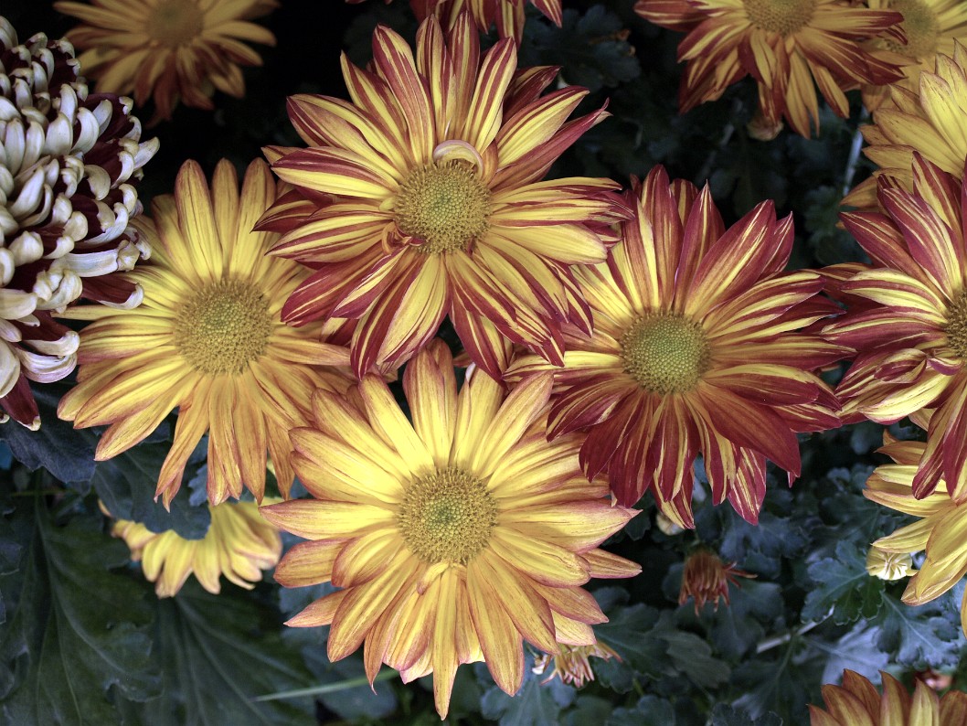 Cluster of Firey Rembrandt Chrysanthemums Cluster of Firey Rembrandt Chrysanthemums