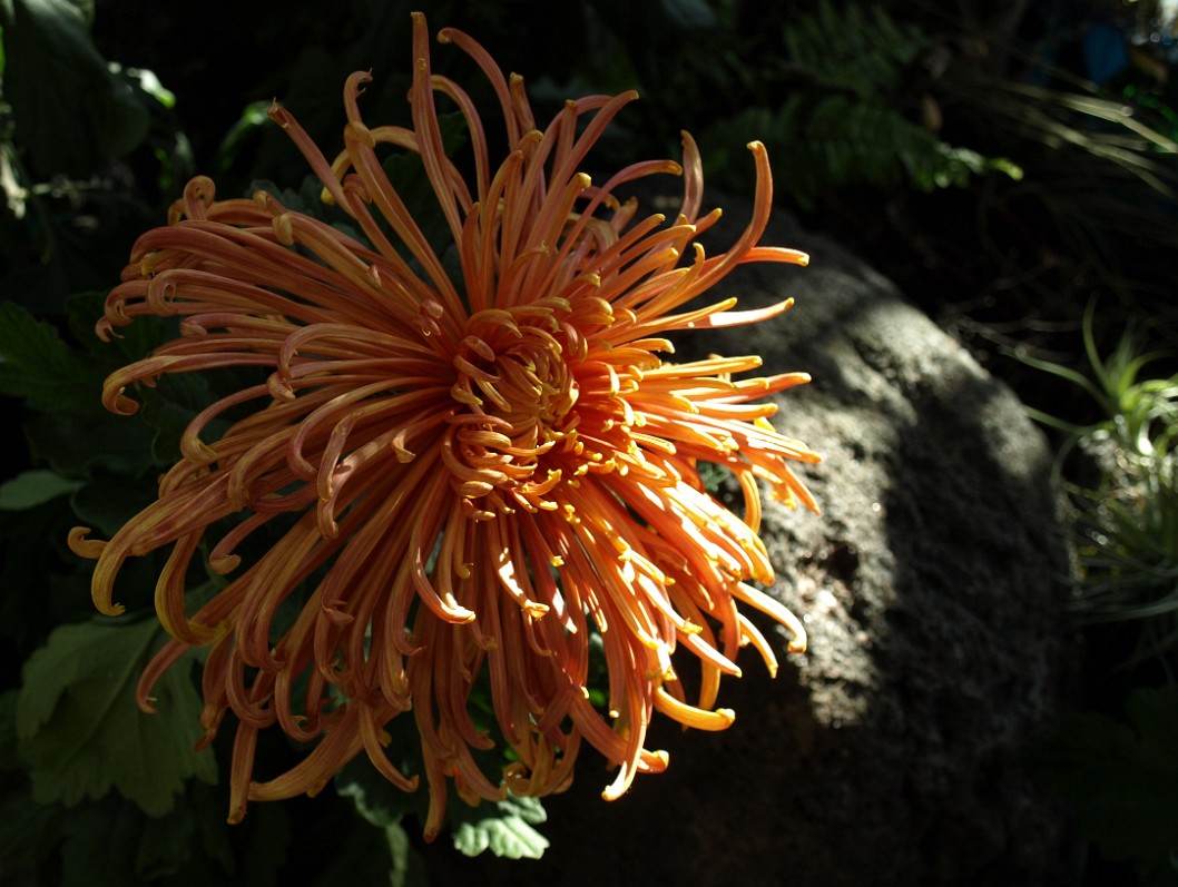 Flailing Orange Coral Reef Chrysanthemum Flailing Orange Coral Reef Chrysanthemum