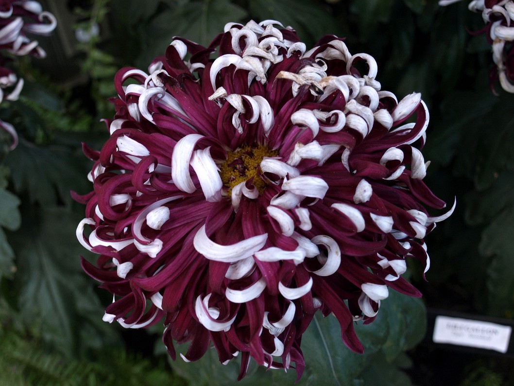 Lili Gallon Chrysanthemum in Purple and White Lili Gallon Chrysanthemum in Purple and White