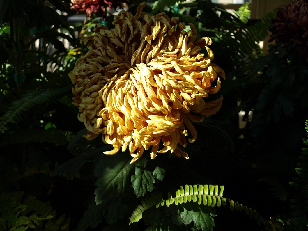 Ruffled Looking Quill Chrysanthemum Ruffled Looking Quill Chrysanthemum