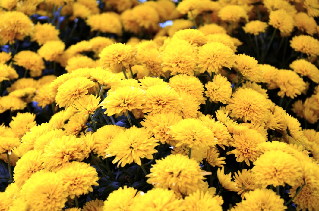 Group of Norvare Yellow Mums Group of Norvare Yellow Mums