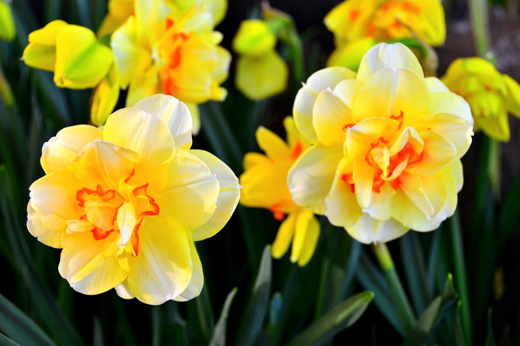 Daffodil Ruffles Daffodil Ruffles