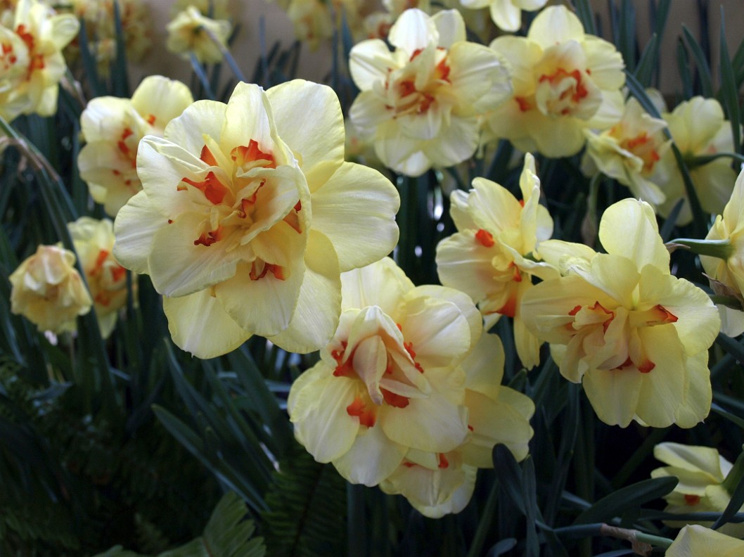 Narcissus Tahiti Daffodil Narcissus Tahiti Daffodil