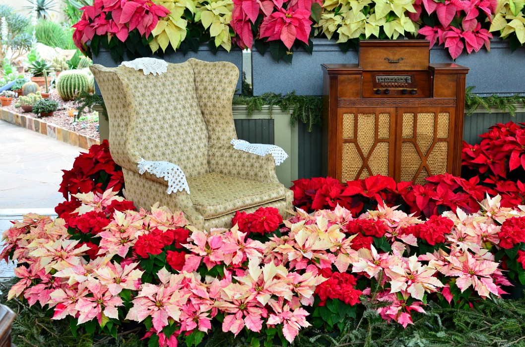 Radio and Easy Chair Among the Poinsettias Radio and Easy Chair Among the Poinsettias