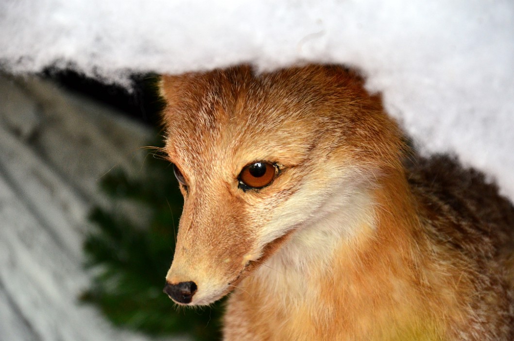 Fox Under Snow Fox Under Snow