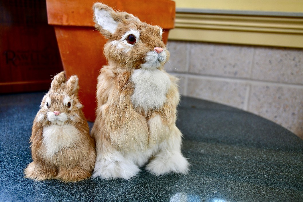 Very Furry Rabbits