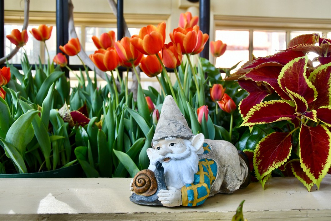 Gnome and Snail