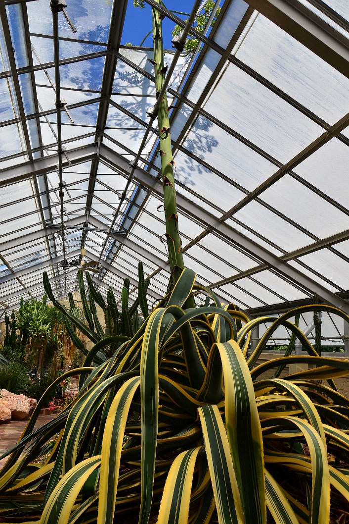 Variegated Agave Flower Spike Through the Glass Ceiling Variegated Agave Flower Spike Through the Glass Ceiling