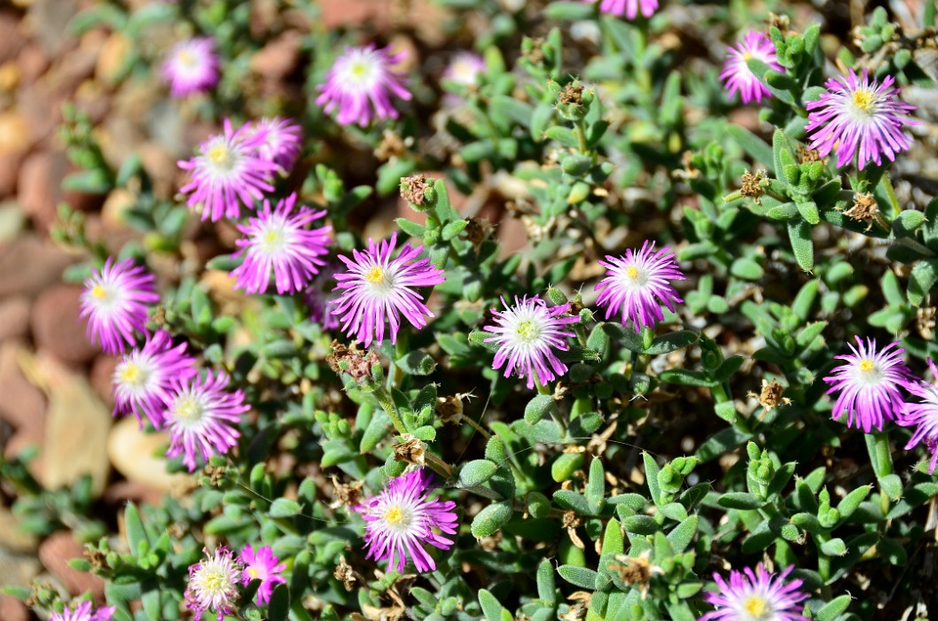 Bright Purple Flowers on the Ice Plant Bright Purple Flowers on the Ice Plant