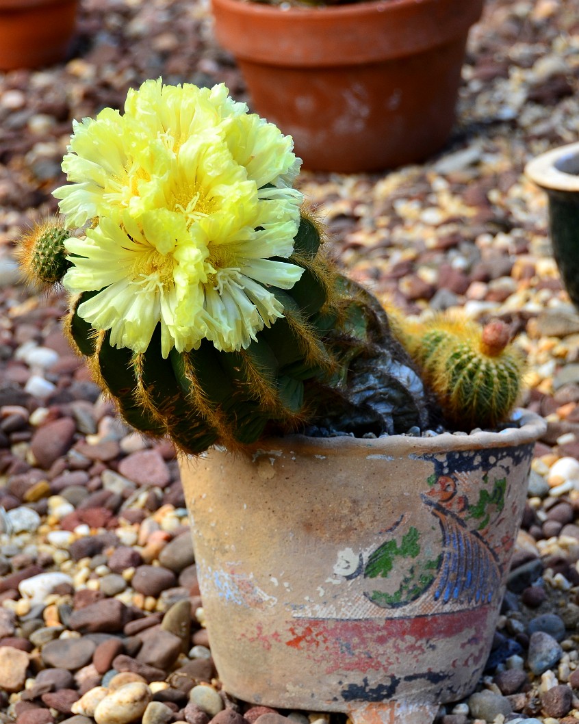 Cactus Pot Cactus Pot