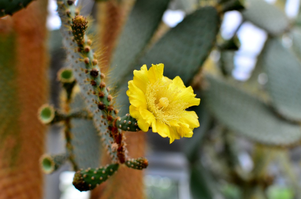 Bright Yellow Bloom From the Opuntia Galapageia