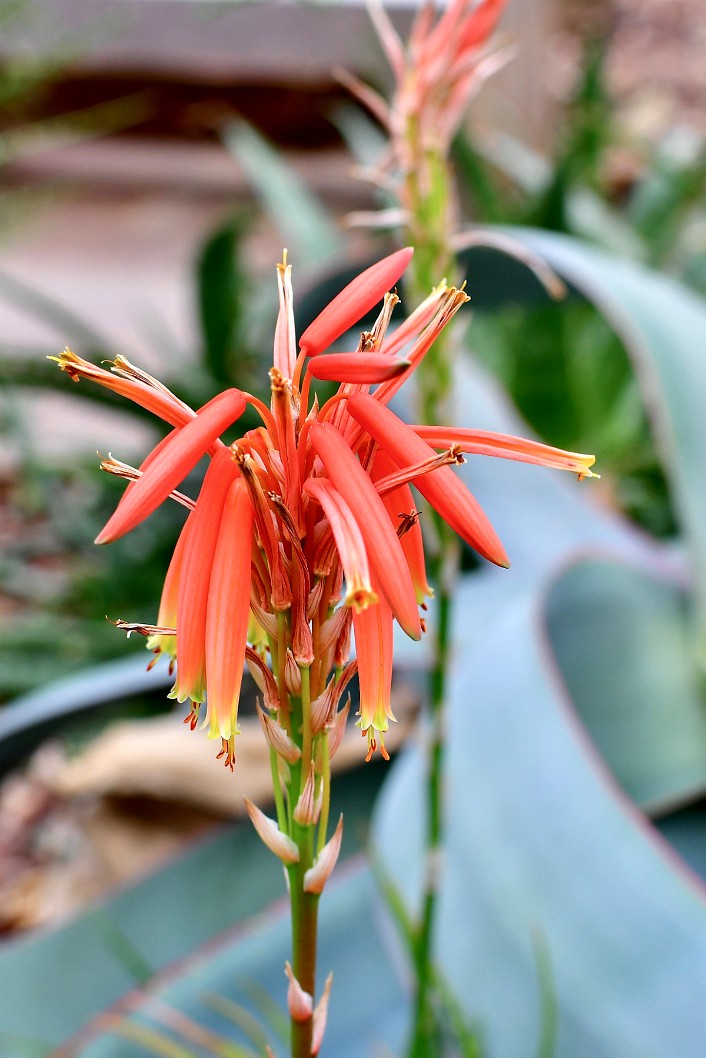 Flowers of the Spider Aloe Up