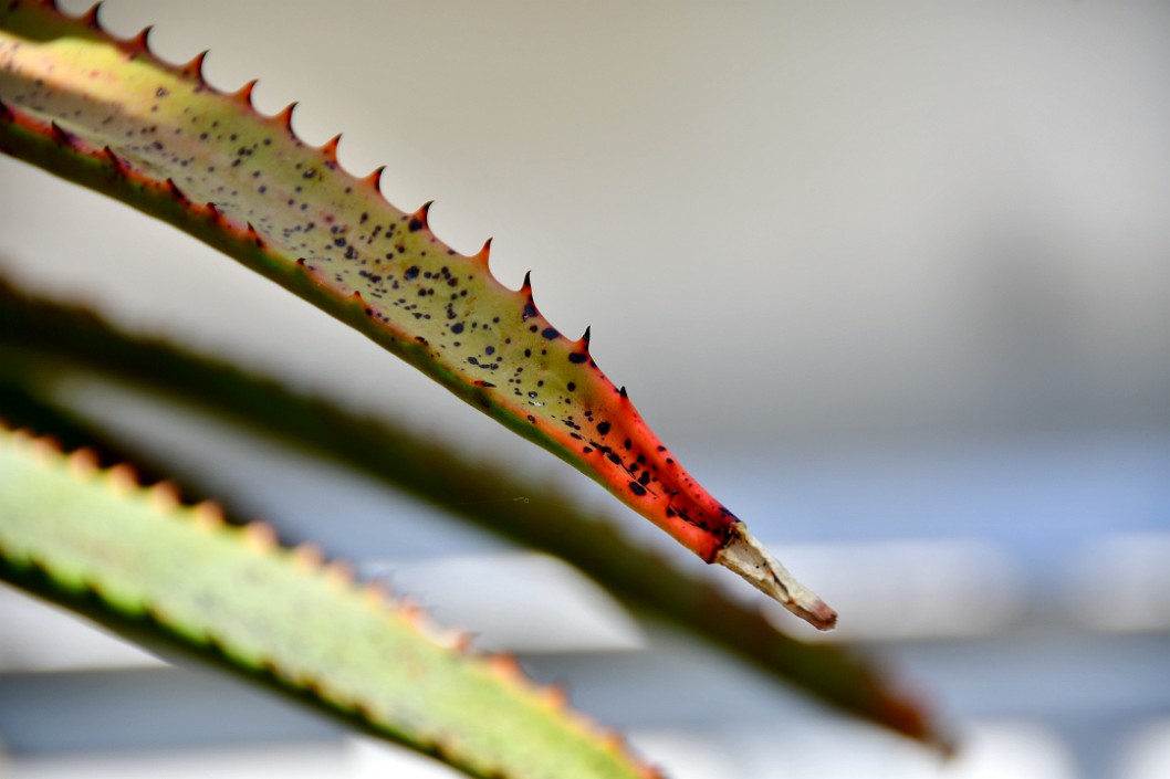 Bottlebrush Aloe Leaf