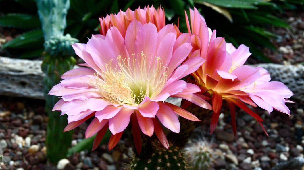 Echinopsis Flying Saucer in Glorious Bloom