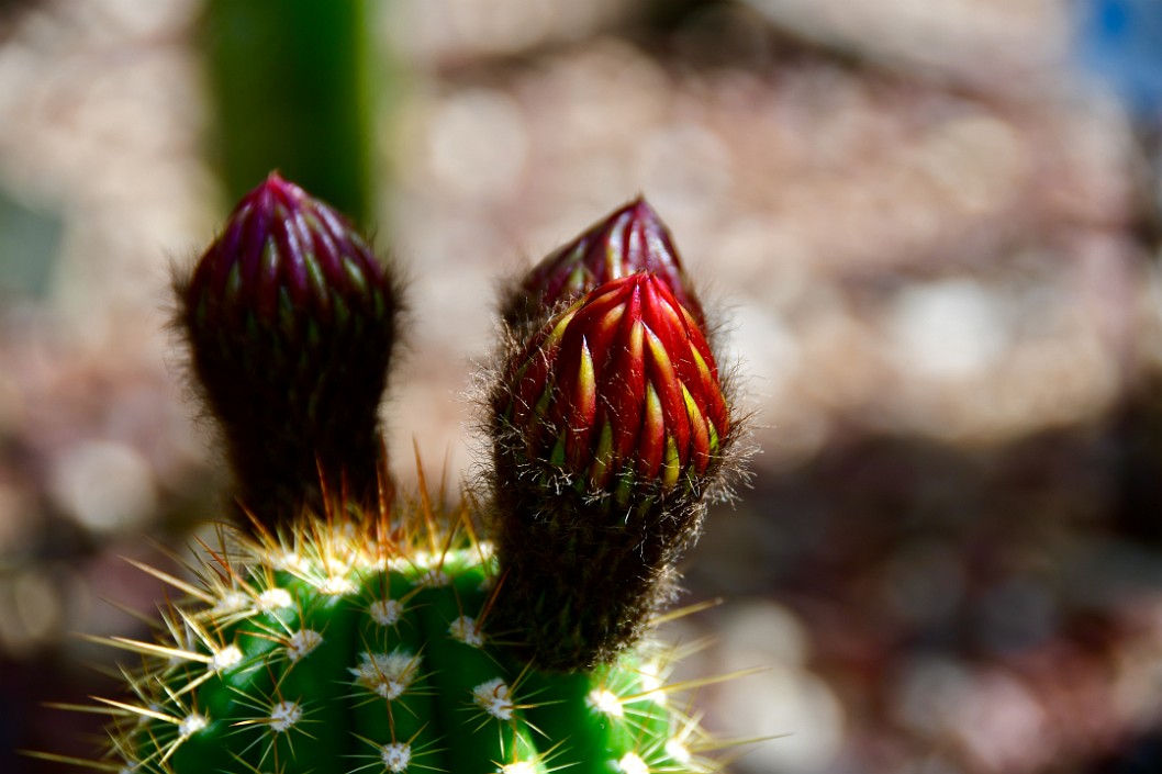 Flying Saucer Cactus Flower Buds