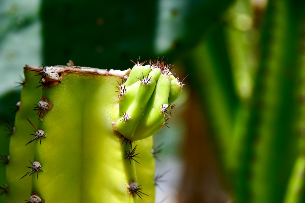 Little Spikes on a Peruvian Apple Cactus