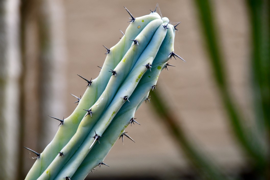 Angle on the Blue Candle Cactus