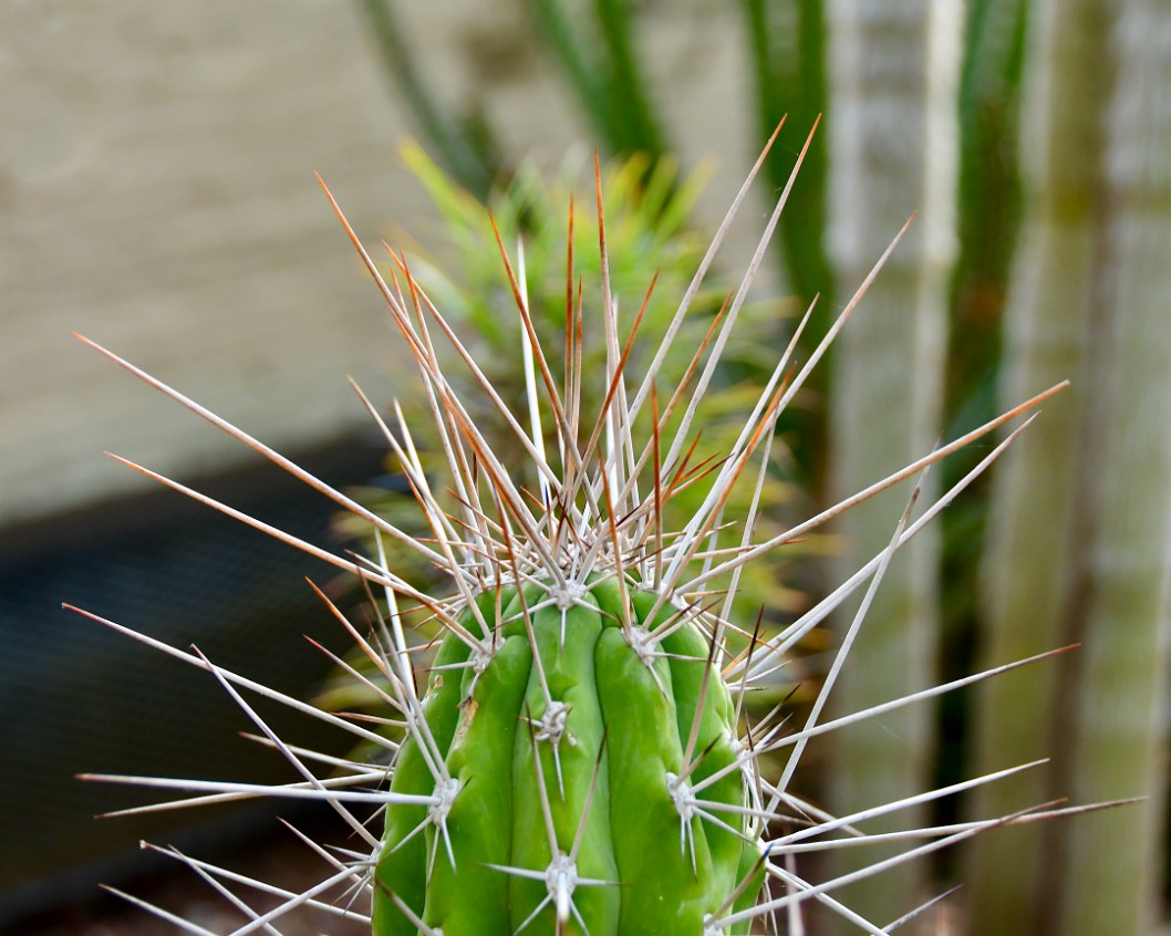 Toothpick Cactus Earning Its Name