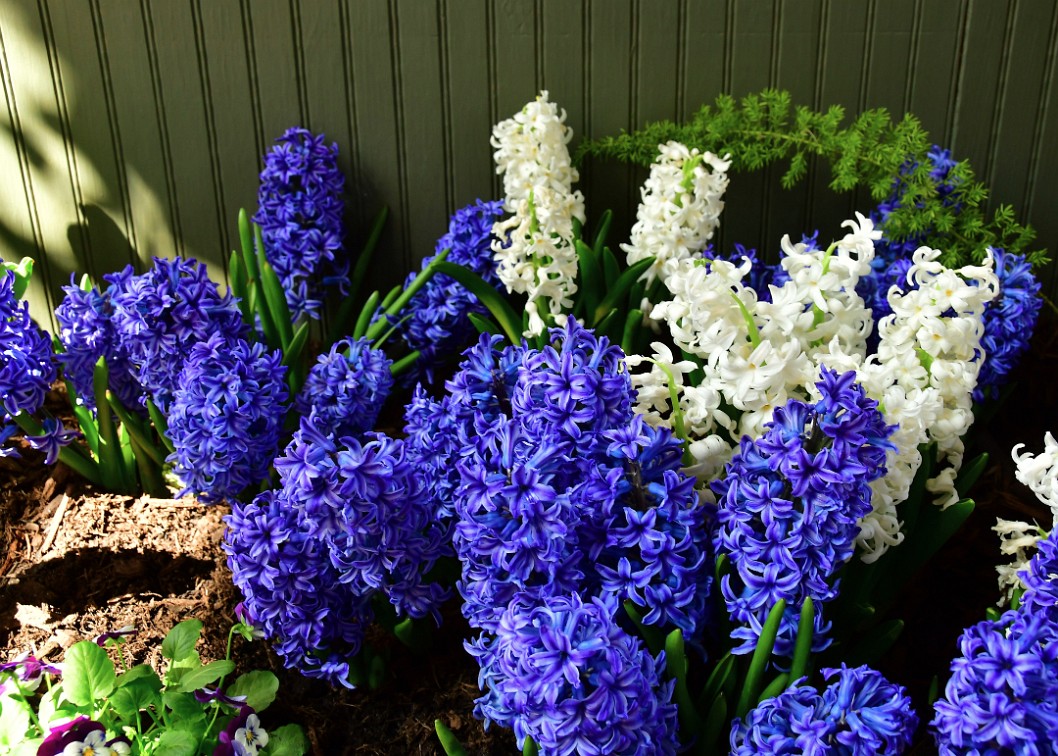 Blue Jacket Hyacinths Among the White Carnegie