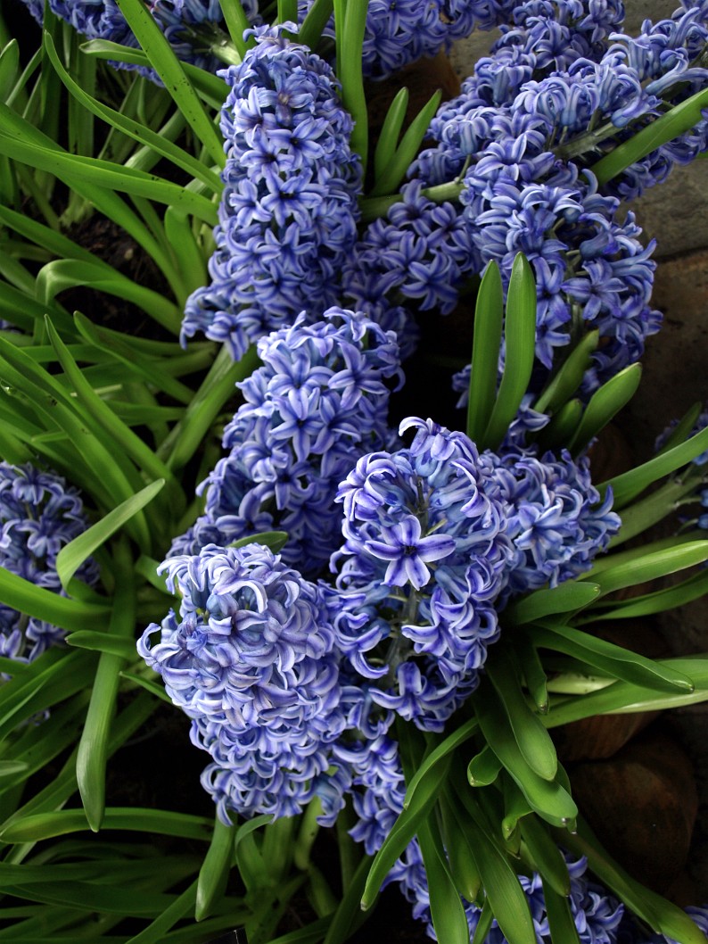 Blue Jacket Hyacinths Earning Their Colors Blue Jacket Hyacinths Earning Their Colors