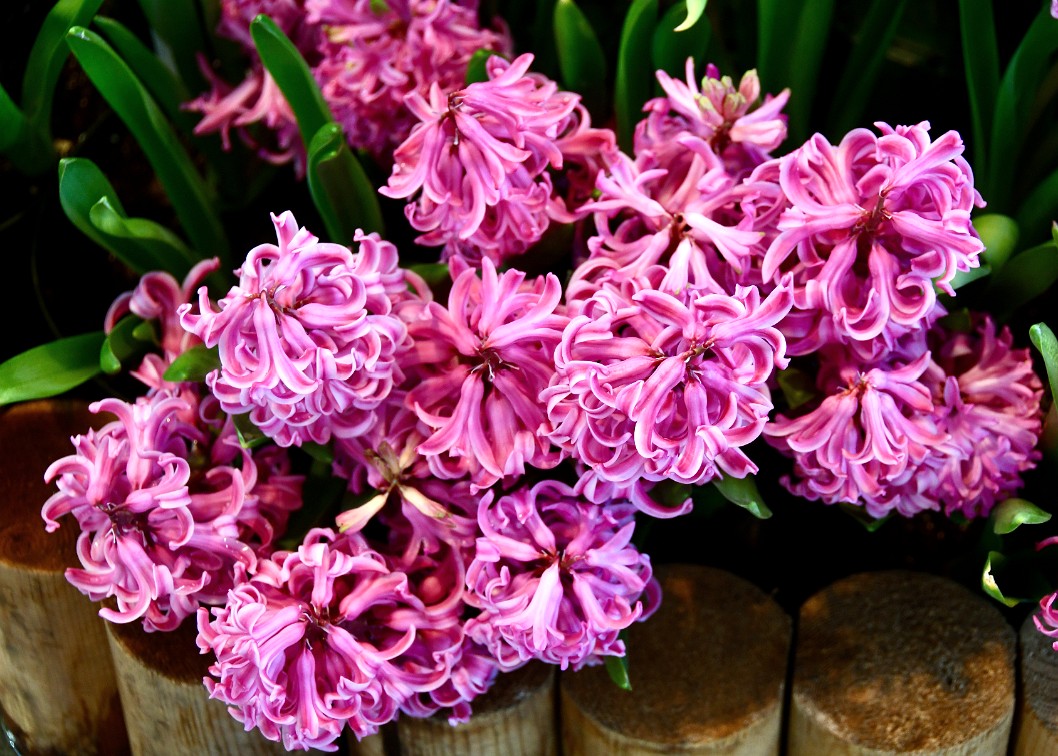 Pink Pearl Hyacinths