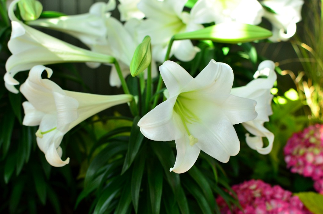 Easter Lilies A Day Before Easter Easter Lilies A Day Before Easter