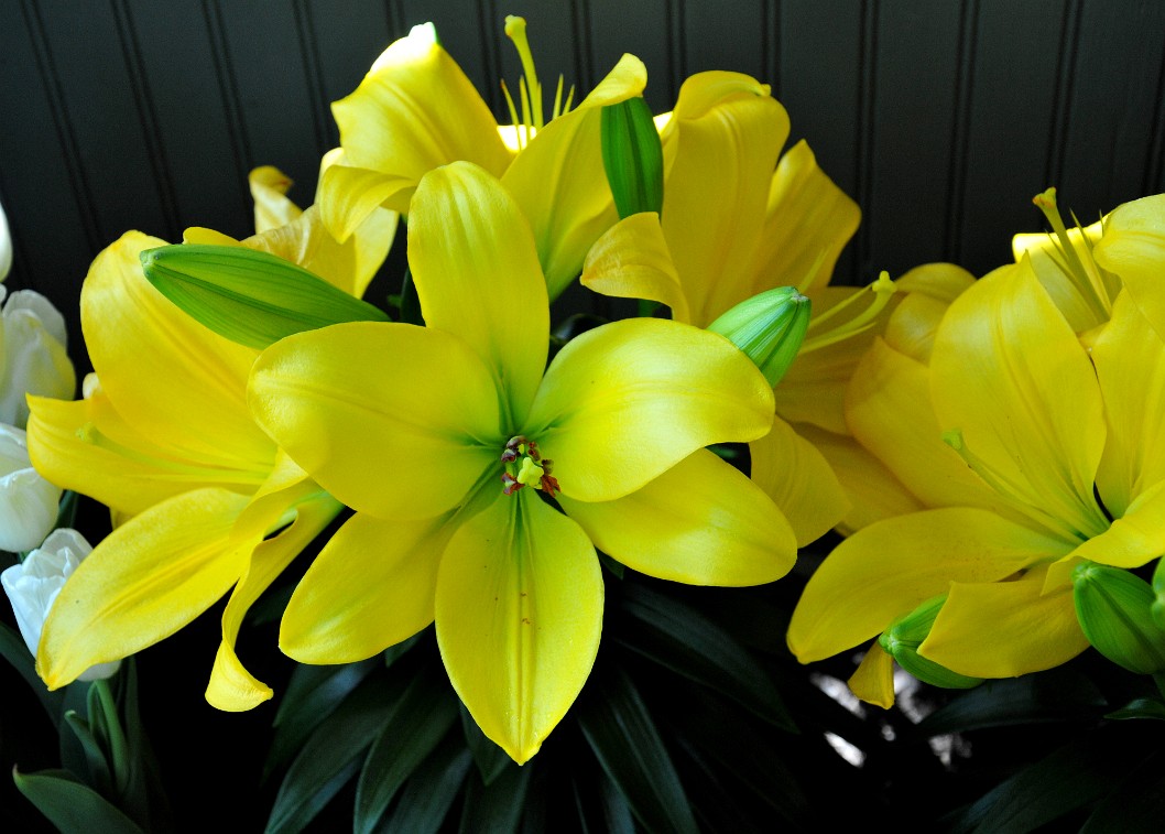 Vibrant Yellow Tinged With Green Vibrant Yellow Tinged With Green