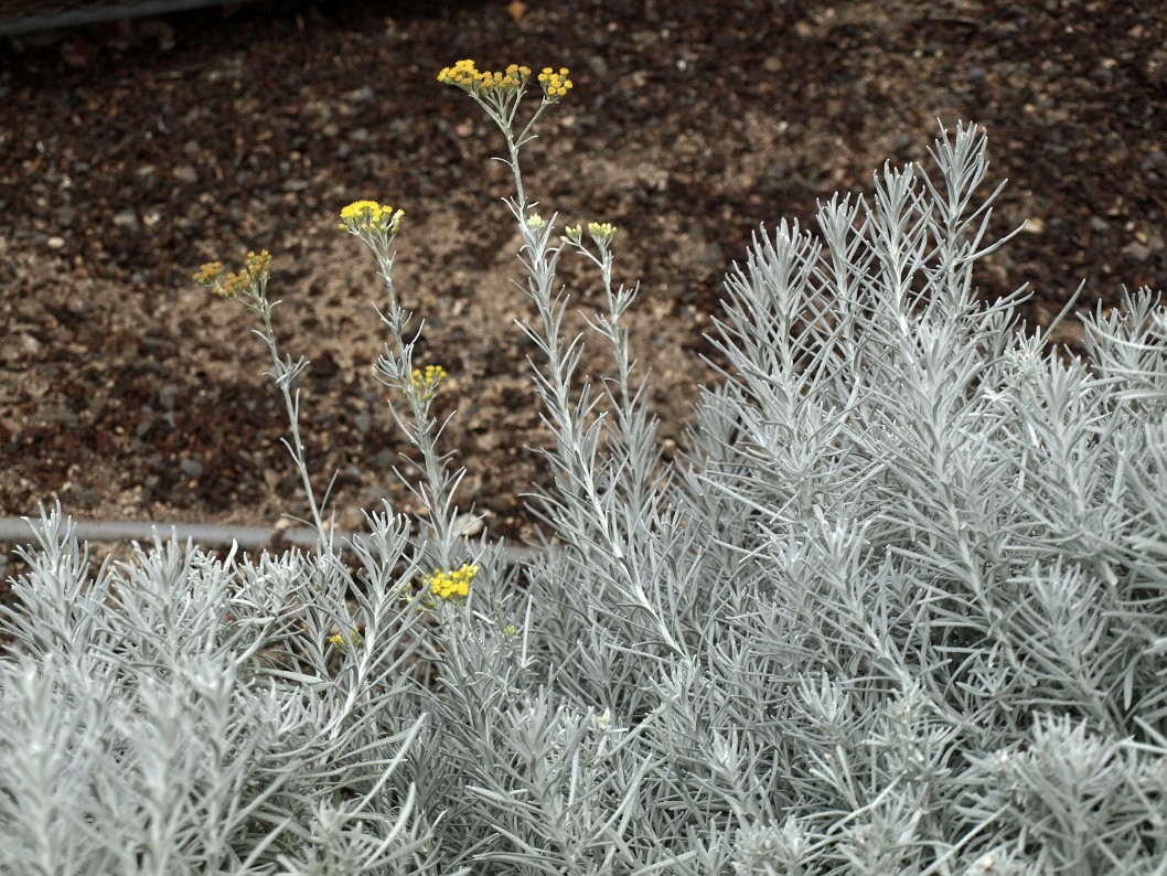Frosty Looking Silver Spike Plant Frosty Looking Silver Spike Plant