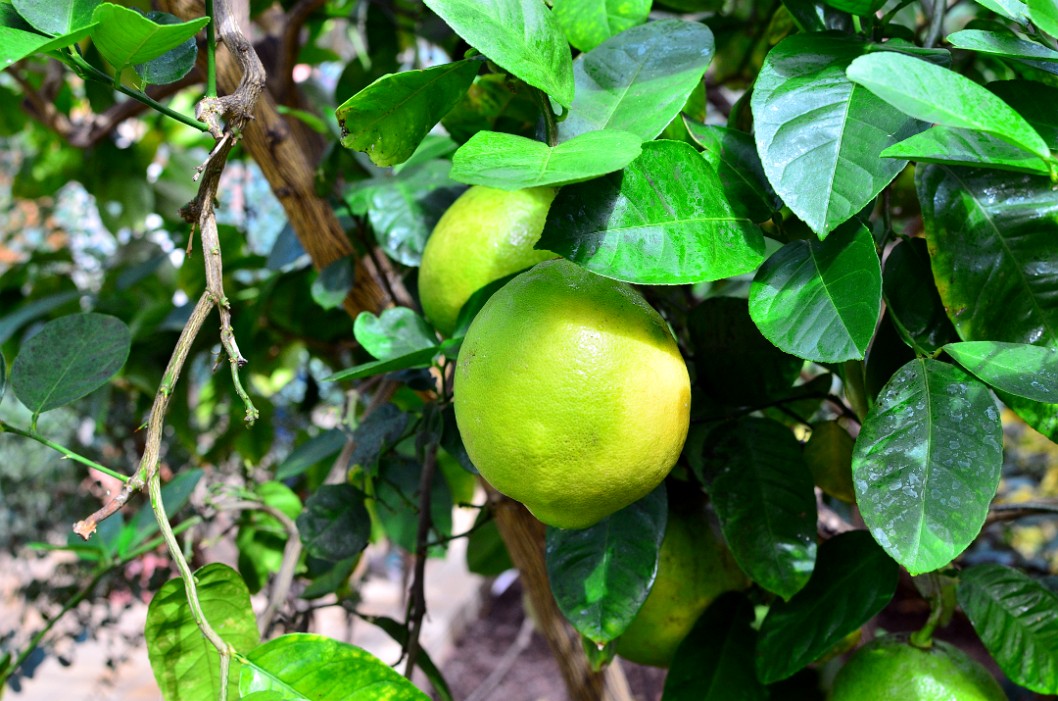 Large Ponderosa Lemons