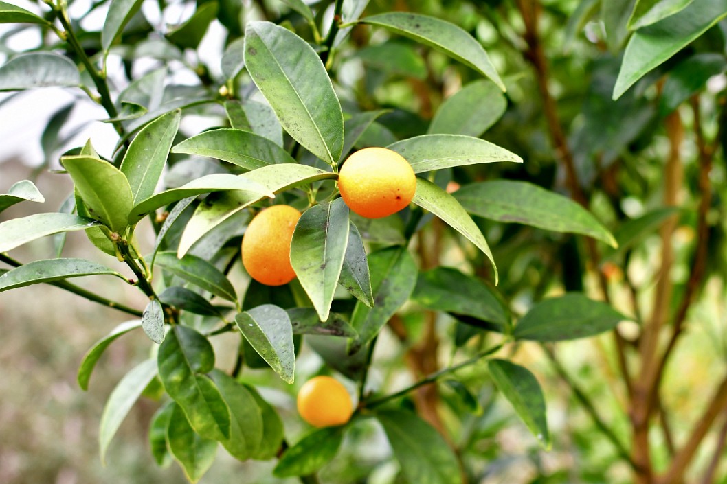 Kumquat Fringed