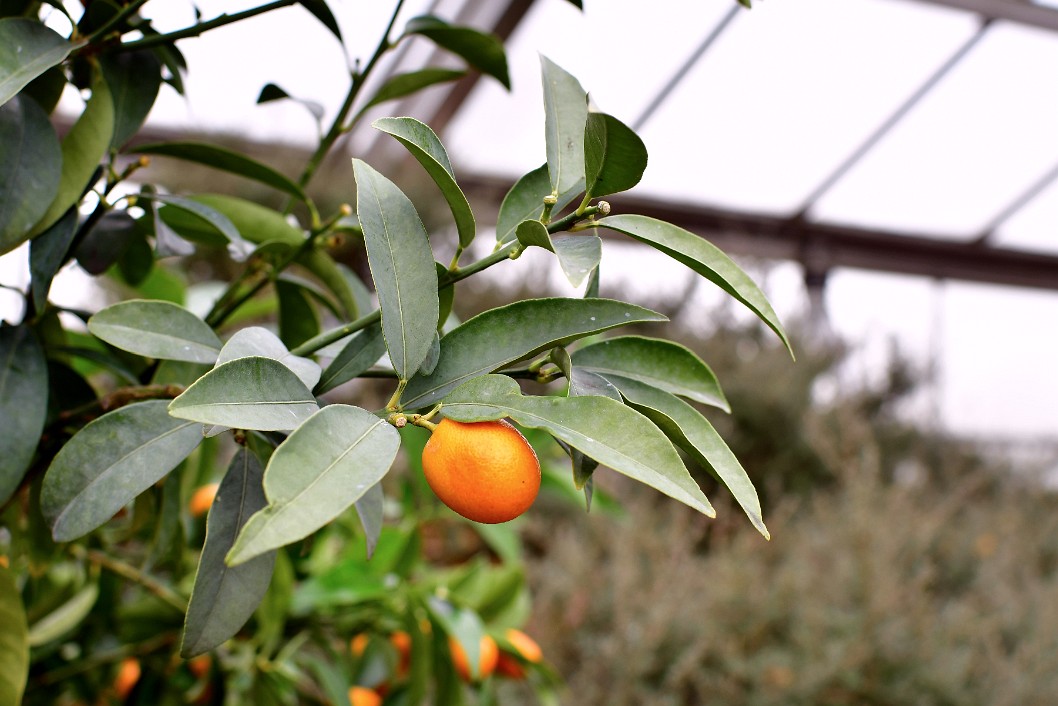 Nagami Kumquats Fruiting u