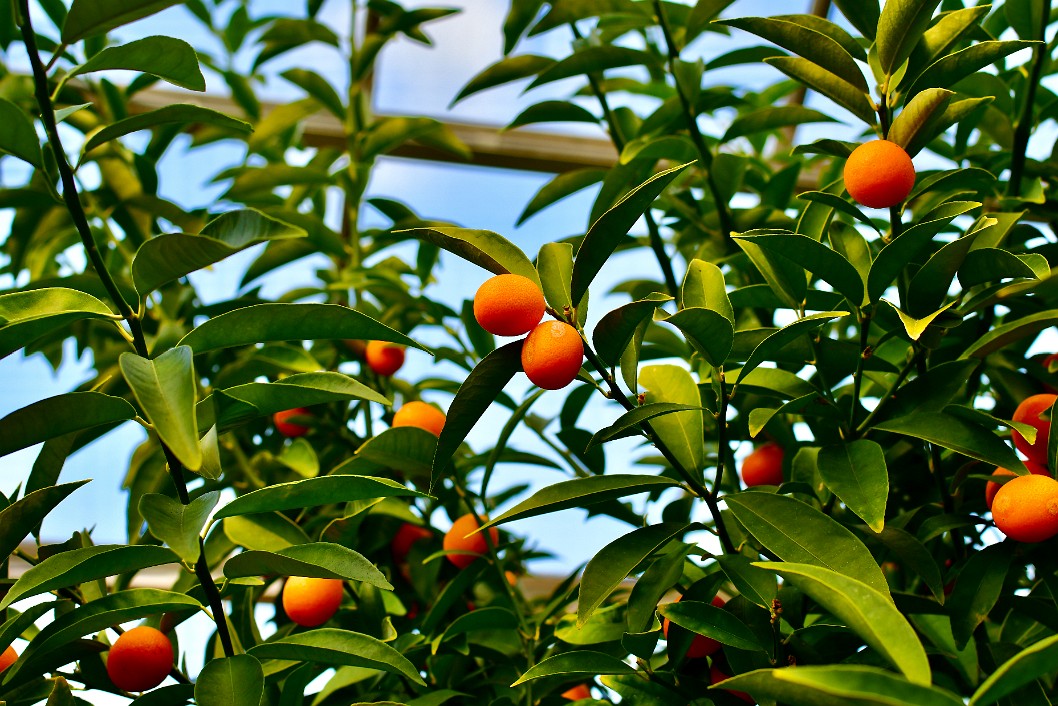 Nagami Kumquats in Brilliant Orange