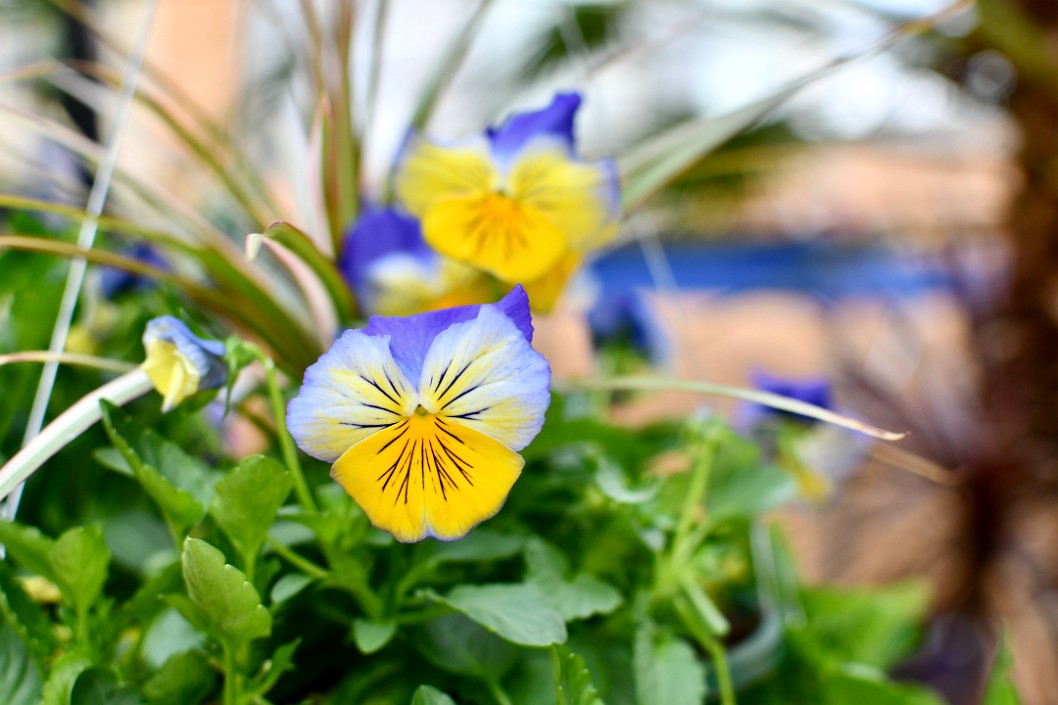 Pansies in Blue and Yellow