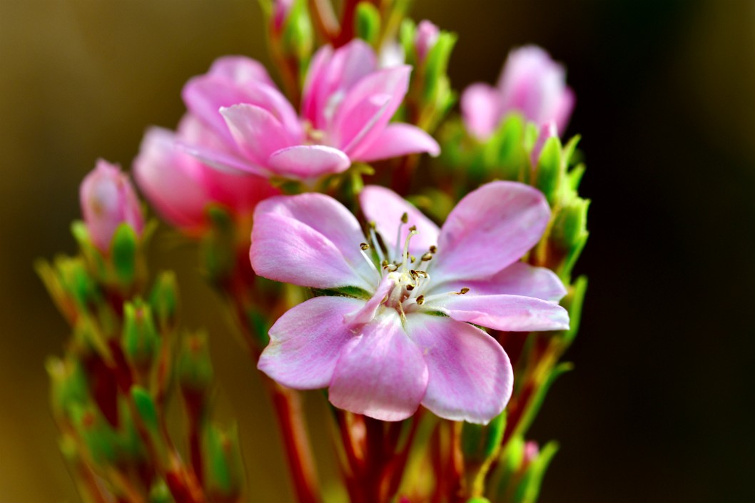 Pink Closeup