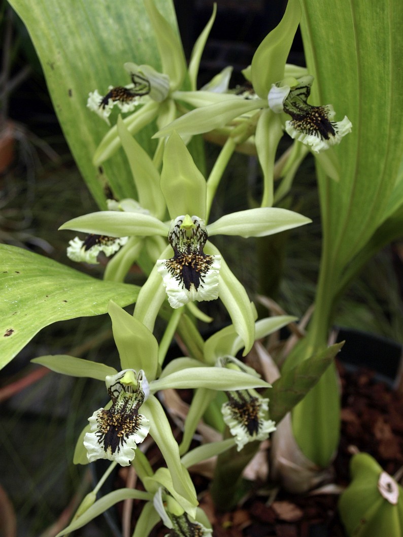 A Type of Coelogyne Orchid A Type of Coelogyne Orchid