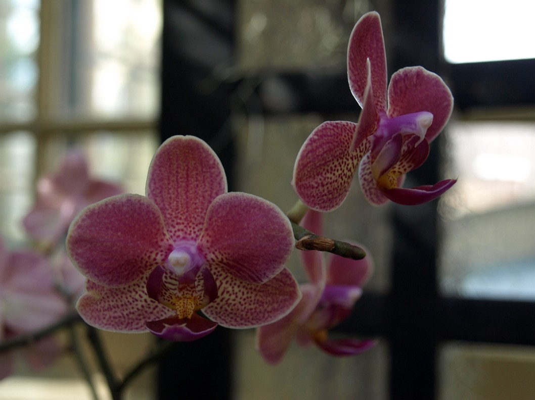 Orchids With a Scoop Orchids With a Scoop