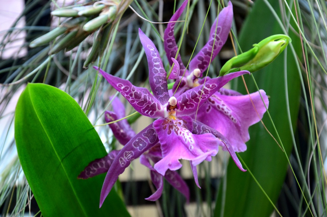 Kauai Princess Orchid Like a Spotted Purple Star Kauai Princess Orchid Like a Spotted Purple Star