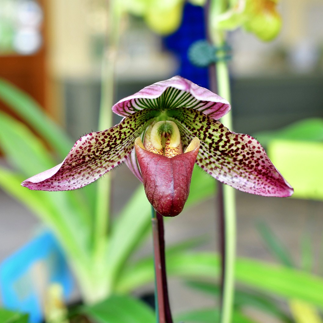 Straight on View of a Paphiopedilum Orchid