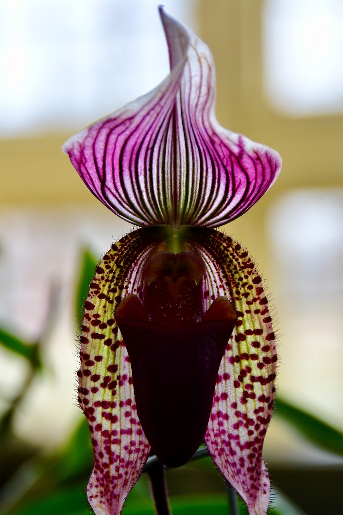 Paph Dots and Lines