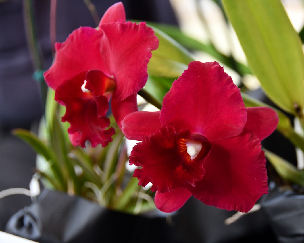 Cattleya in Gorgeous Colors
