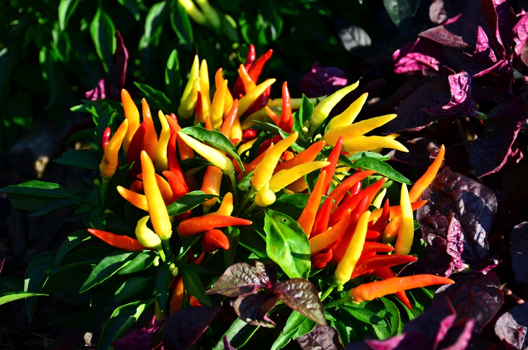 Chilly Chili Ornamental Peppers Chilly Chili Ornamental Peppers