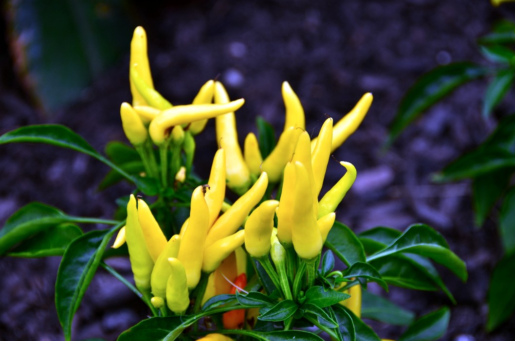 Yellow Ornamental Peppers Yellow Ornamental Peppers