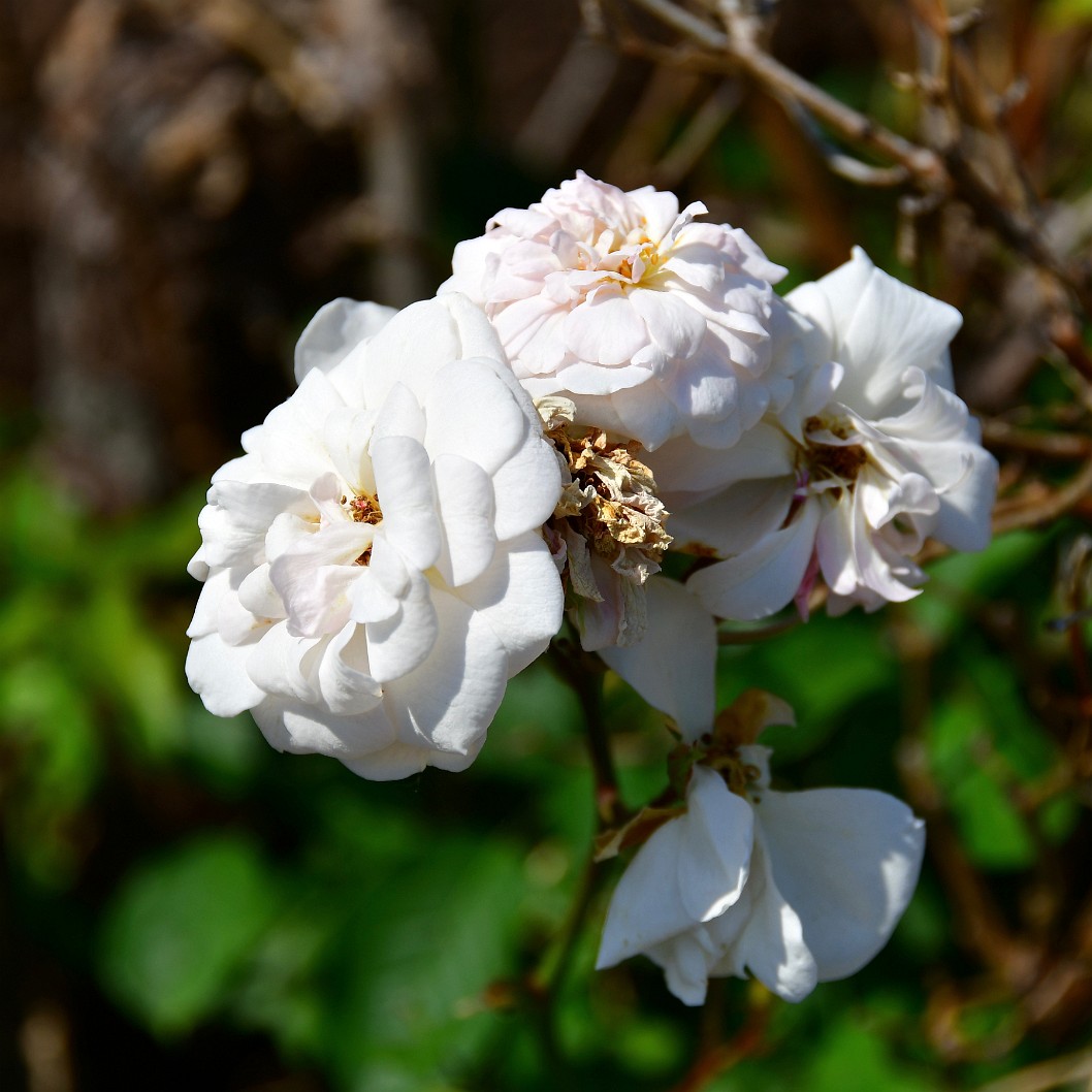 White Marie Pavie Roses in Bloom