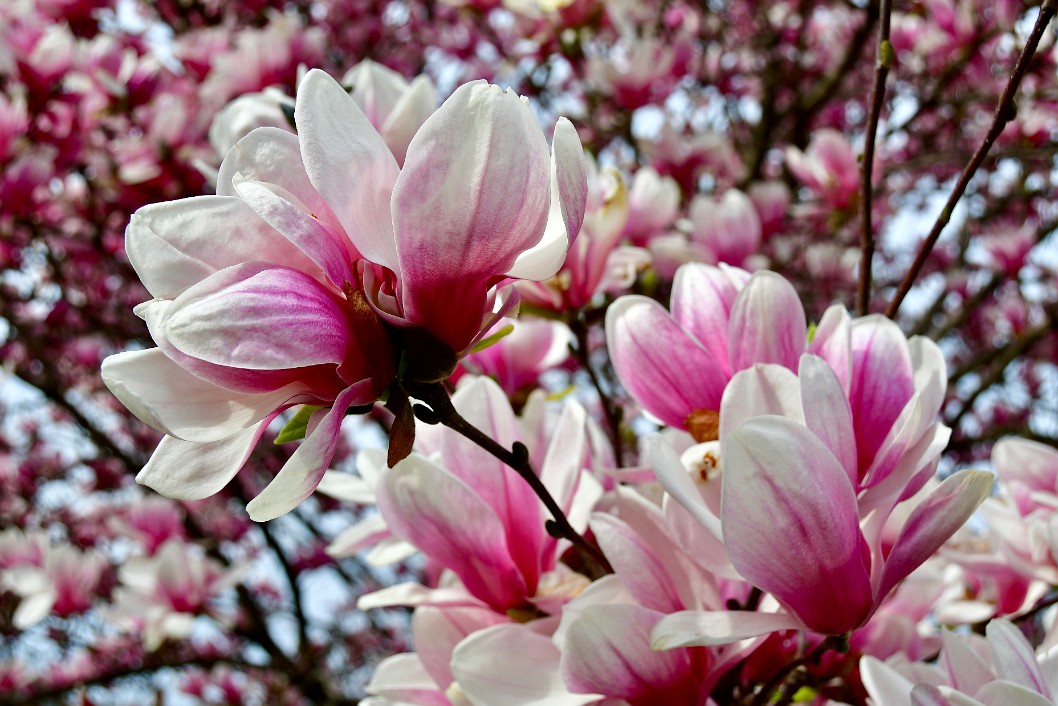 Greeting Spring With Pink and White Magnolia Flowers